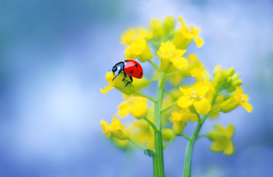 A photo of a ladybird on a leaf, animated to show it in full colour and then simplified colour.
