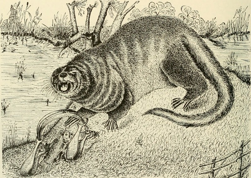 Line drawing of an otter in agony with its paw trapped in some fishing tackle.