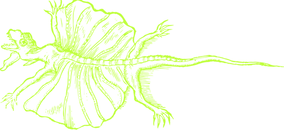 A line drawing of a lizard, mouth agape, with a winglike frill extending from its fore to hind limbs. The linework is in a bright shade of olive drab.